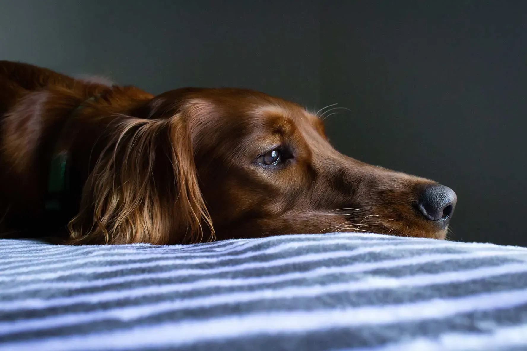 Understanding Pet Bereavement Stages Essential Insights for Athletes Facing Loss