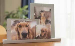 Understanding pet bereavement stages