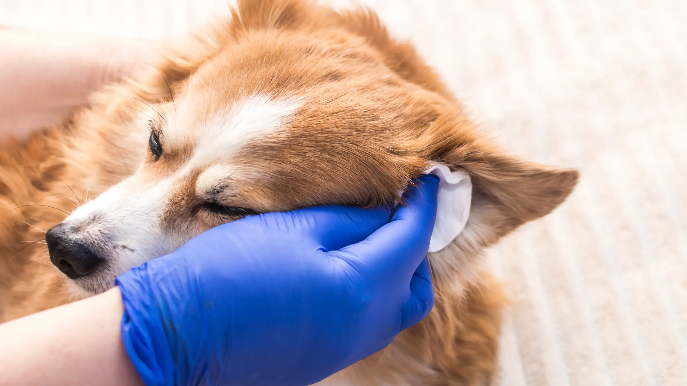 Best Way to Clean Dog Ears at Home