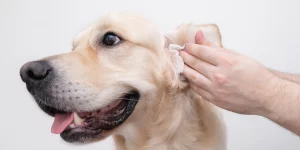 best way to clean dog ears